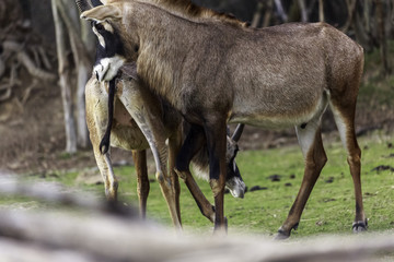 mating strategies in male antelopes