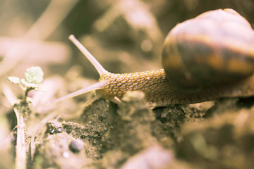 Grape snail close-up