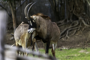 mating strategies in male antelopes