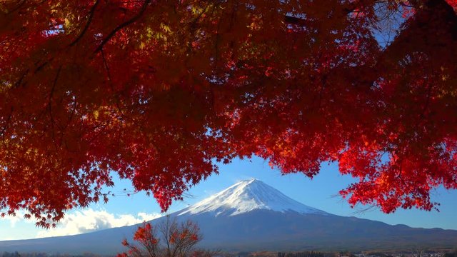 Mt Fuji with Red Maple tree in Autumn