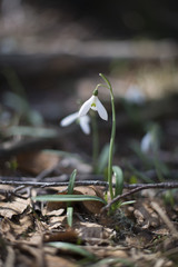 The snowdrop