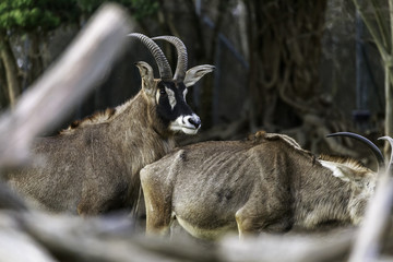 mating strategies in male antelopes