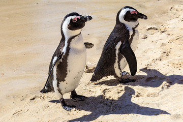 Two African Penguins