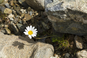 Beautiful Daisy (Marguerite) between rocks and stones, Austria.