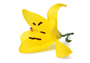 Beautiful yellow Lily isolated on white background, including clipping path without shade.