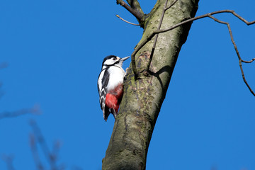 Buntspecht (Dendrocopos Major)