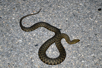 The water snakes of Europe