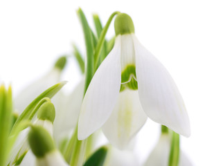 Fototapeta premium Snowdrops (Galanthus nivalis) on white background