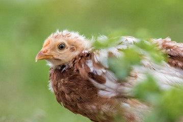 Frango