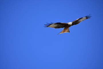 Obraz premium Birds