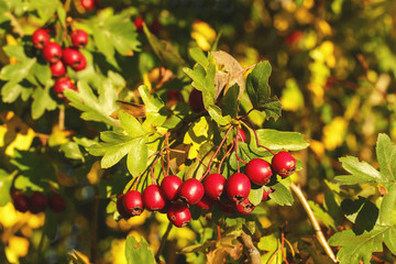 Rote Früchte des Weißdorns, Crataegus monogyna