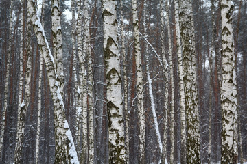 Obraz premium Trunks of birches covered with snow. Nature