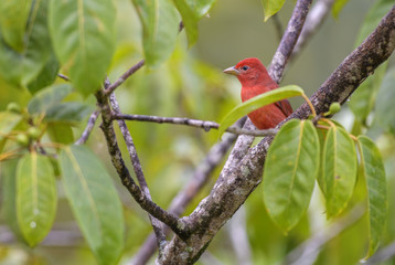Summer Tanager - Piranga rubra, beautiful red tanager from Costa Rica forest.