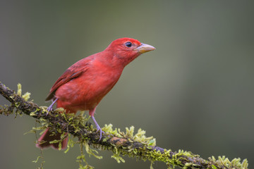 Summer Tanager - Piranga rubra, beautiful red tanager from Costa Rica forest.