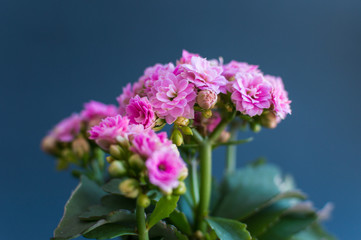 Obraz premium Pink domestic blossoming flowers on the blue background. Concept of the beauty, life, spring, youth, summer.