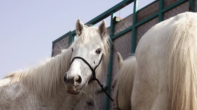 White Camargue Horses Provence, France.