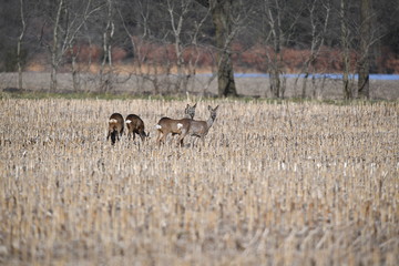 Young deers on a stubble field in a natzre reserve in M&uuml;nster-Germany 
