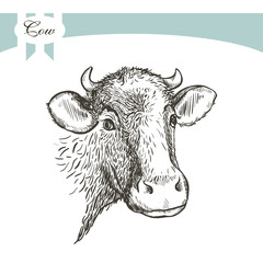 Cow on a wihte backgraund