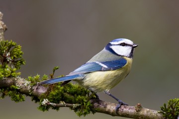 Blaumeise 31