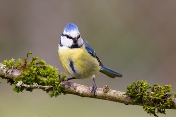 Obraz premium Blaumeise 37