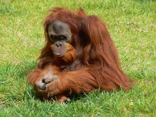 Chimpanzé num zoo