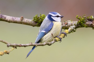 Blaumeise 43