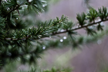 Obraz premium Christmas tree