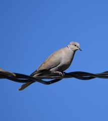 Dove perched on power lines