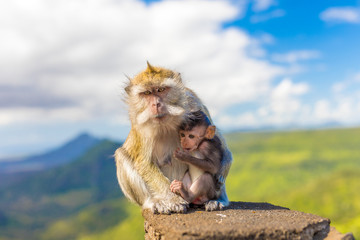 die makaken affen mutter trägt und beschützt das kleine süsse affen baby an ihrer linken seite