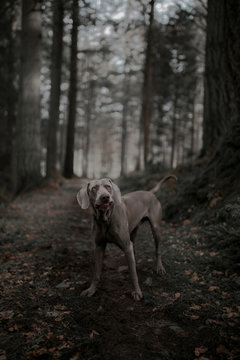 Dog along forest path