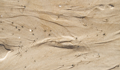 Fototapeta na wymiar Foehr / Germany: Closeup of the texture of the dry fallen seabed in the Frisian Wadden Sea in the November sun