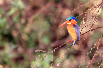 The malachite kingfisher (Corythornis cristatus) sitting on the branch. Kingfisher with green background. Kingfisher sitting on the branch.