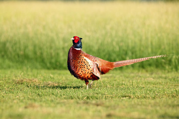The common pheasant (Phasianus colchicus) standing on the meadow. Pheasant with green background. A...