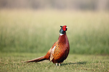 Fototapeta premium Bażant zwyczajny (Phasianus colchicus) stojący na łące. Bażant z zielonym tłem. Płynący bażant z rozpostartymi skrzydłami.