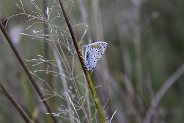 butterfly perched on a blade of grass 