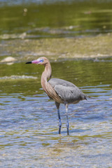 Dark-morph Adult Reddish Egret (Egretta rufescens) hunting food