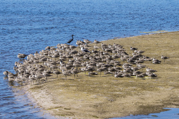 Western Sandpipers (Calidris mauri) and one lone  Blue Heron