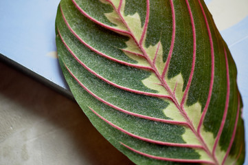 Leaf with red veins in the macro. Abstract background. Closely