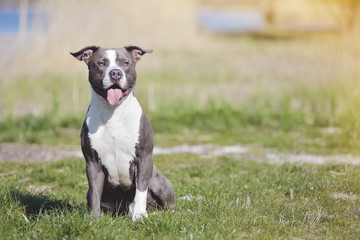 Blue staffordshire terrier for a walk