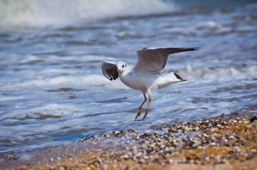 Seagull landing on beach