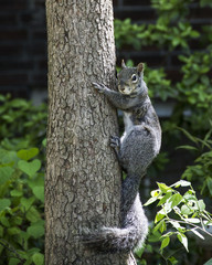 Squirrel on Tree