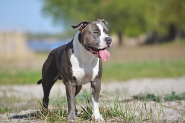 Blue staffordshire terrier for a walk