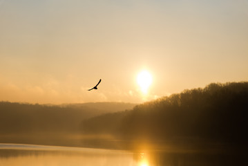 Birds Over Water Sunrise