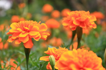 マリーゴールド