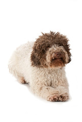 Liegender Lagotto Romagnolo isoliert auf weißem Hintergrund