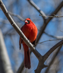 Cardinal Perched On Tree Branch