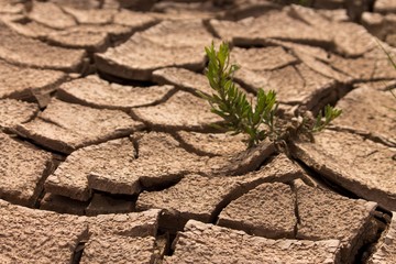 Vida en el desierto