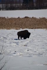 Plains Bison Watching 2