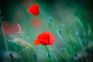 czerwone maki na łące © magdalena