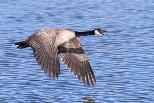 Canada Goose Skimming Across A Lake